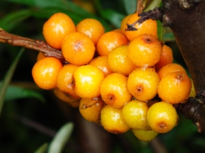 thorn-buck berries