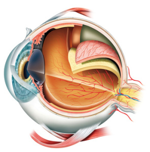 Retina human vertebrate