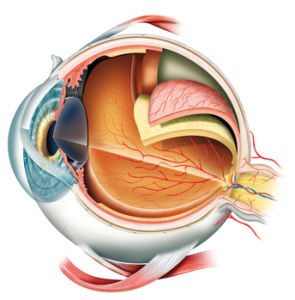 Ocular muscles