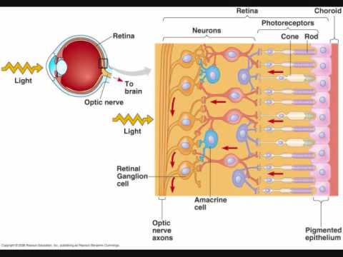 Retina human vertebrate